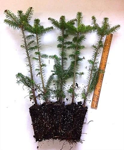 We usually have a limited number of <b>transplants</b> which are sold for 5 dollars each. . Fraser fir transplants for sale